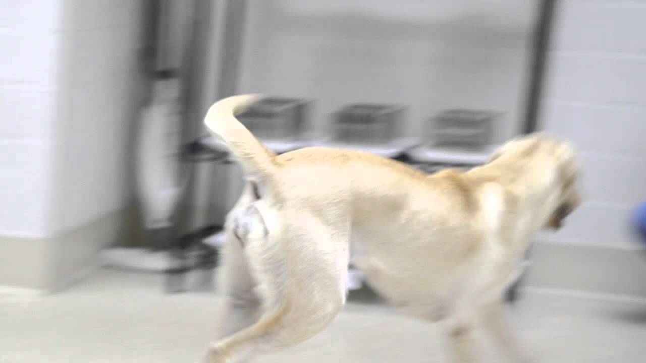 XX Files : The smell test : The working dog center [CLIP] - YouTube