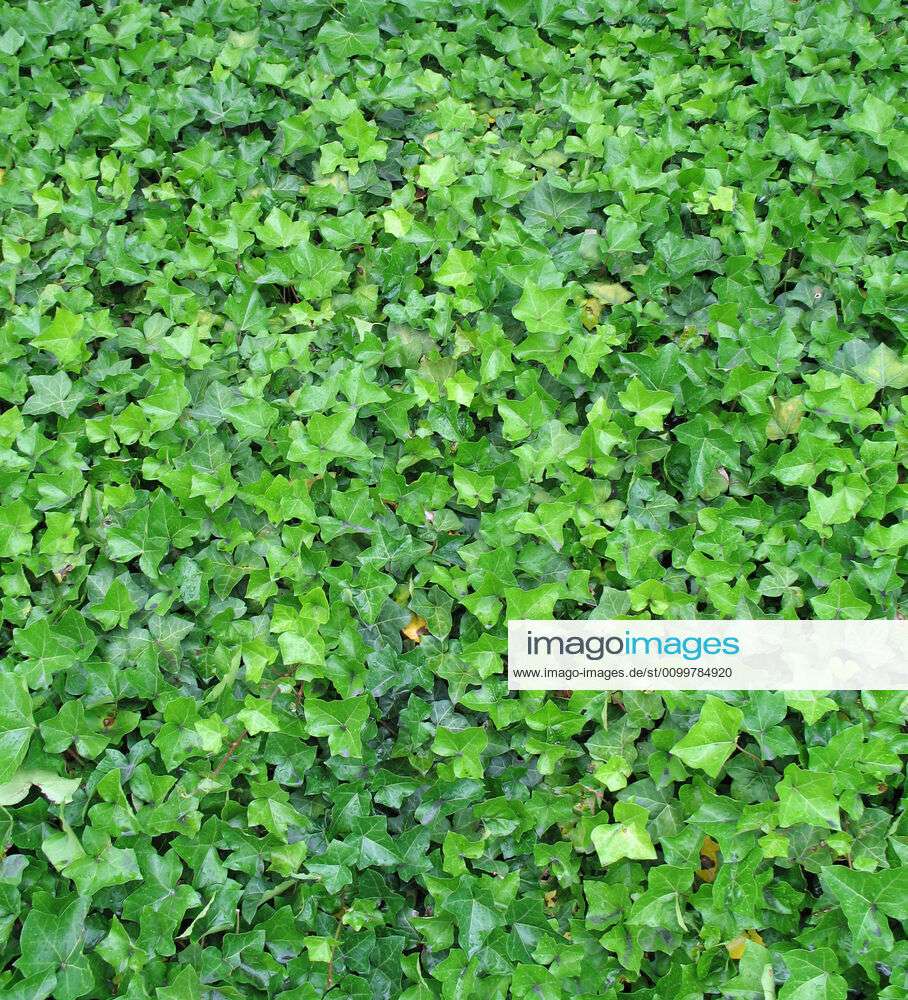 green leaves background green leaves background Y Copyright: xmmmx ...