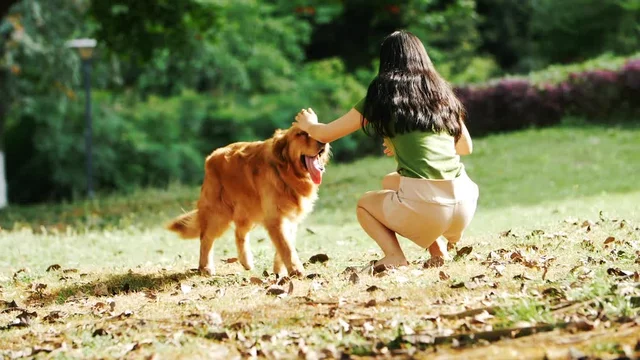 lovely Golden retriever dog running to sexy young Asian woman ...