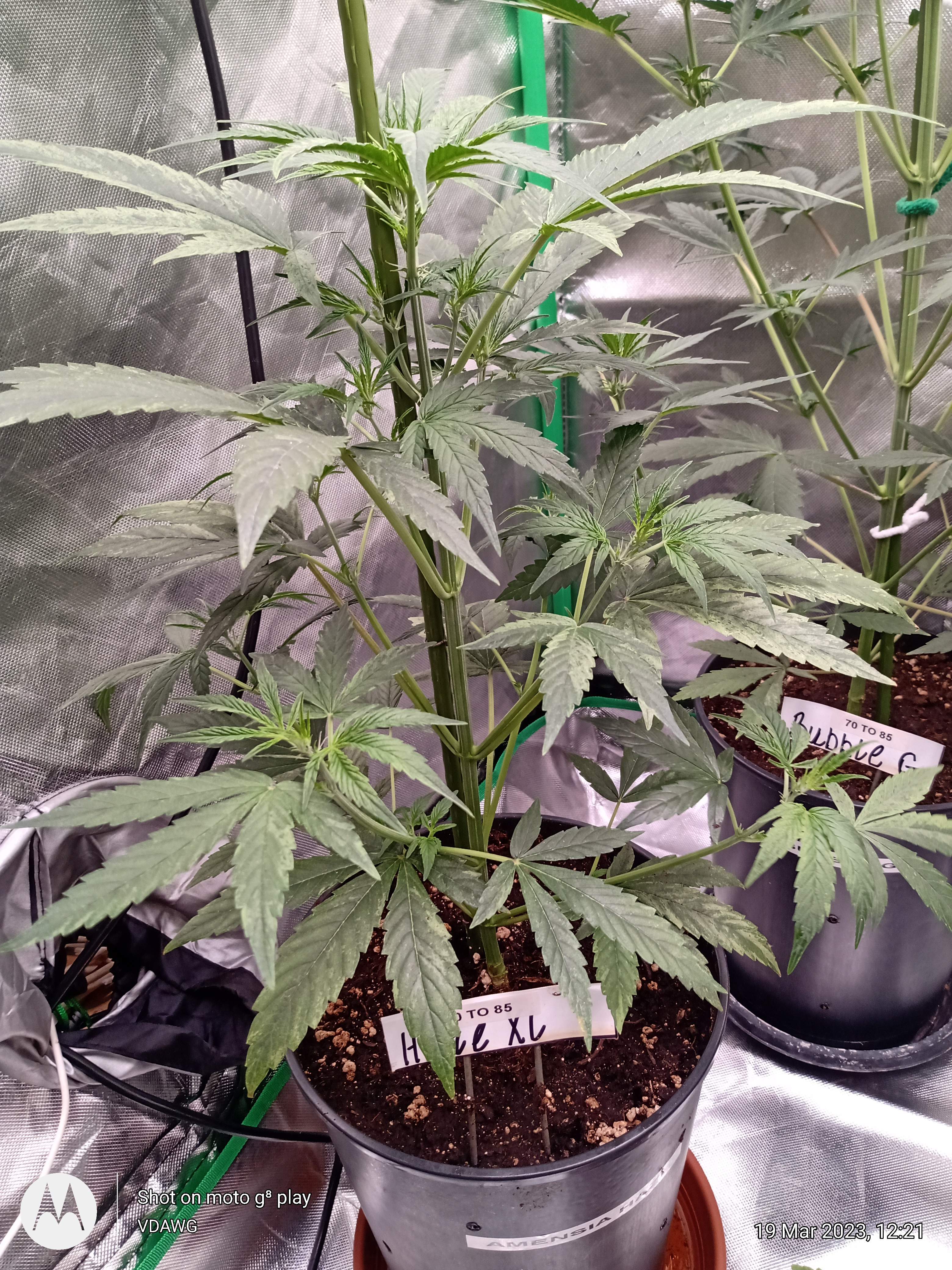 Growers Choice Seeds Haze XL AutoFlowering grow diary (journal ...