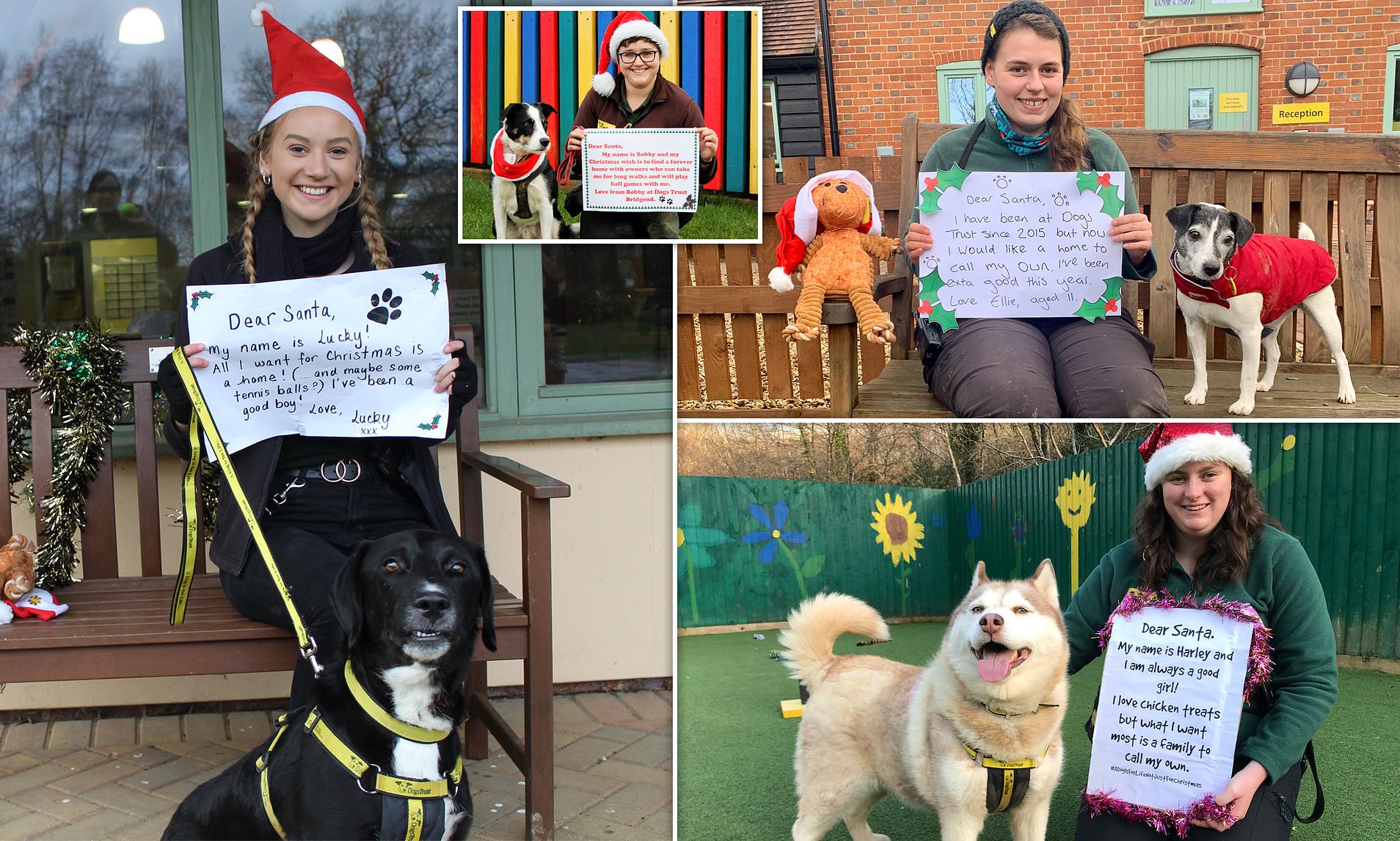 Unwanted dogs share their letters to Santa in hopes of finding a ...