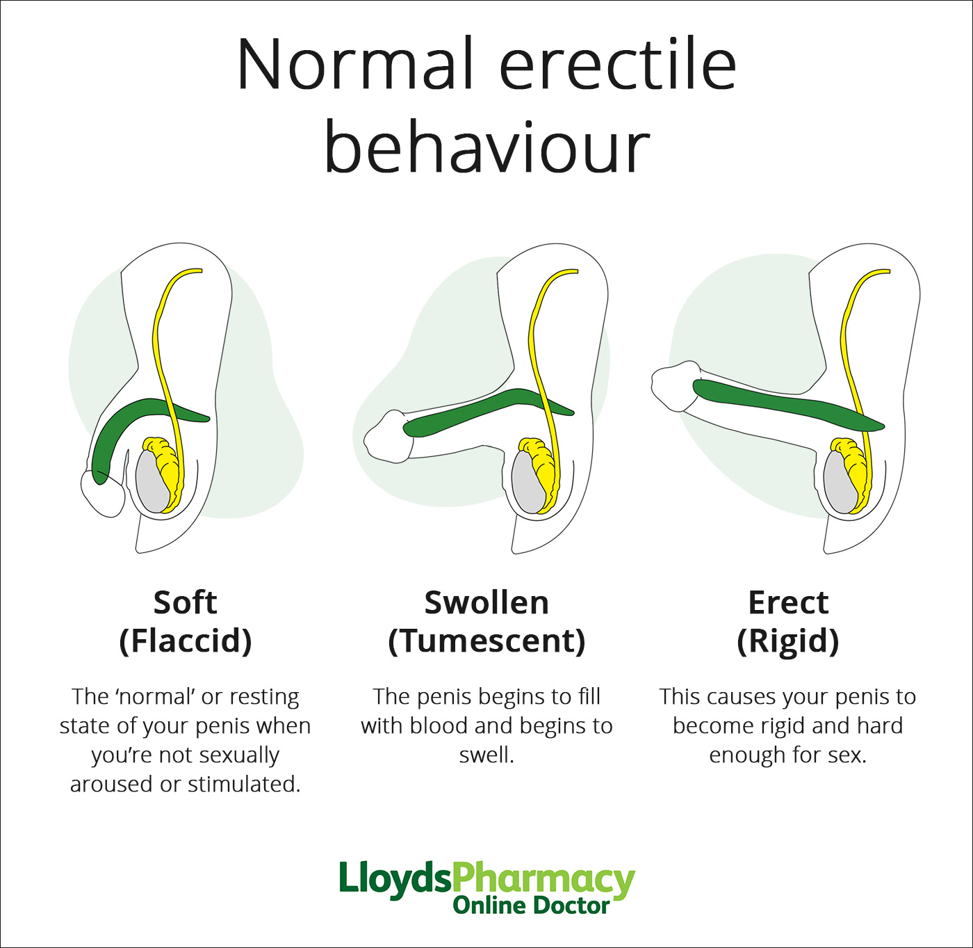 Normal' Erectile Function | LloydsPharmacy Online Doctor UK