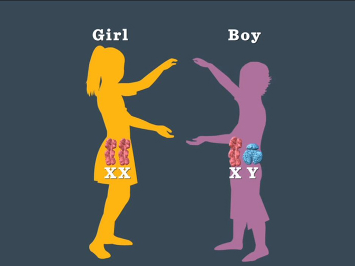 Boy Or Girl? It's In The Father's Genes