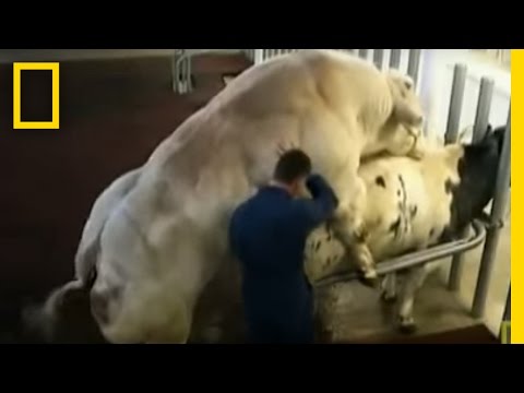 Meet the Super Cow | National Geographic - YouTube