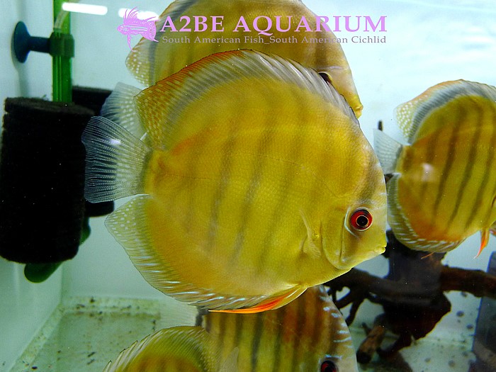 Wild Discus Cameta!! - Arofanatics Fish Talk Forums