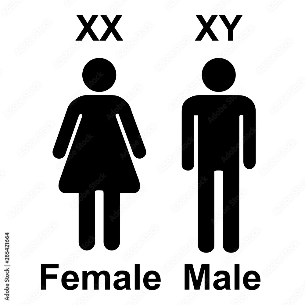 Chromosome X Y Sex Determination , XX female, and XY males Vector ...