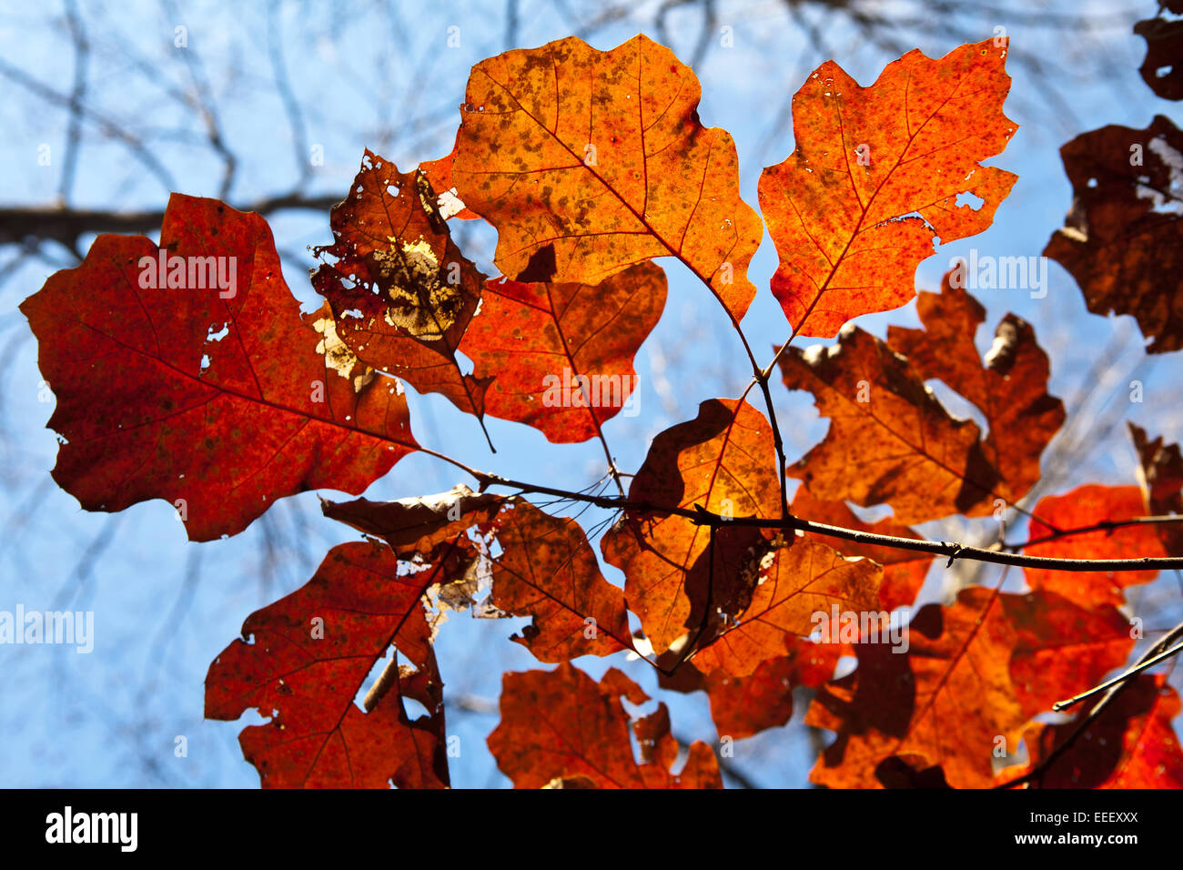 Autumn foliage at the home of author and poet Carl Sandburg in ...