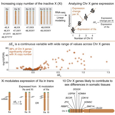 The human inactive X chromosome modulates expression of the active ...