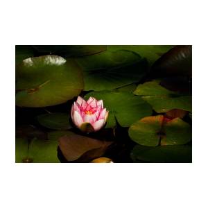 Water Lily KAxxx Photograph by Yoshiki Nakamura - Pixels