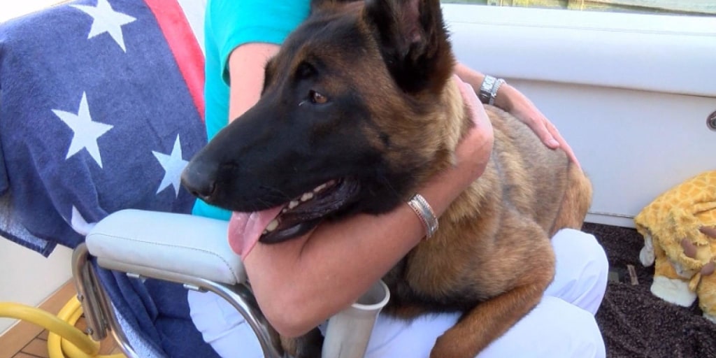 Dog Paddles Six Miles After Falling Overboard to be Reunited With ...