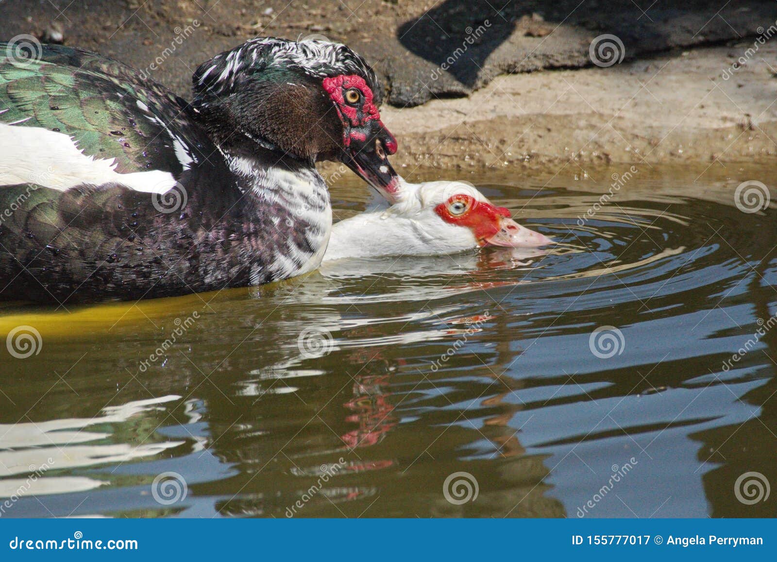 Ducks having sex stock image. Image of closeup, pond - 155777017