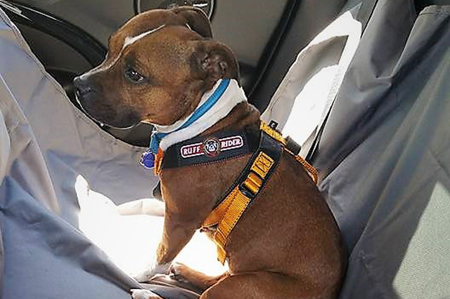 Roadie Canine Travel Harness - Size 0.0 - XXXSM - Ruff Rider