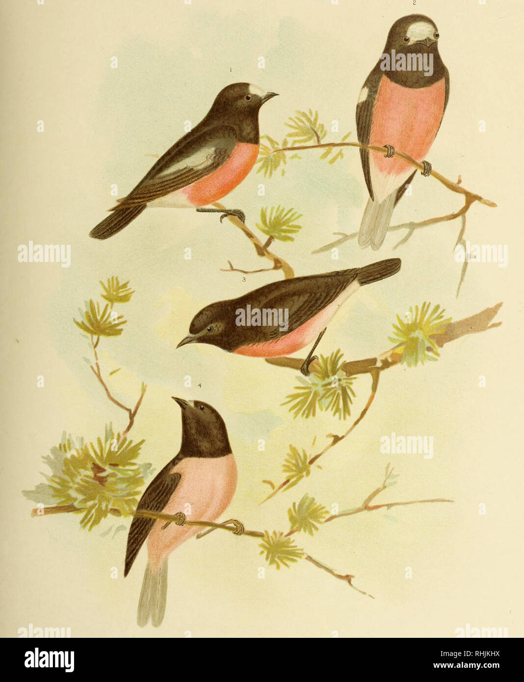 The birds of Australia. Birds. PL XXX VOL V. G. J Br*oinov«ski ...