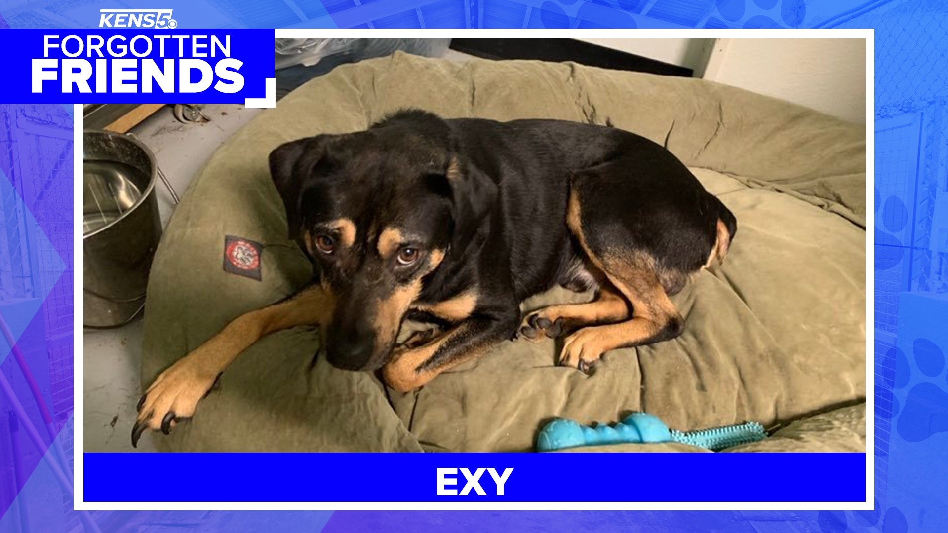 Exy the Rottweiler was found at an Exxon station | kens5.com