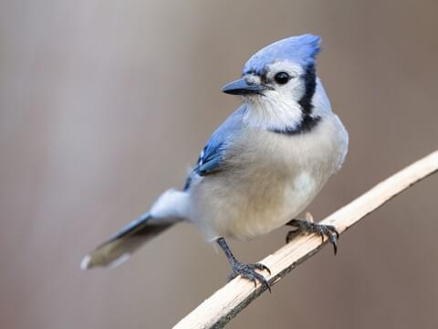 Blue Jay Identification, All About Birds, Cornell Lab of Ornithology