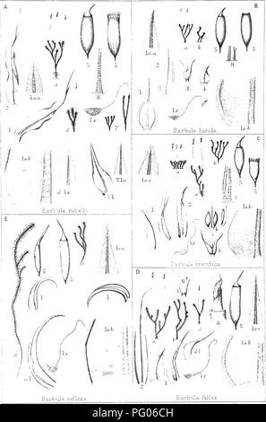 The British moss-flora. Mosses. :Br. Moss-n. TOKl'L.A.CE,^. T ...