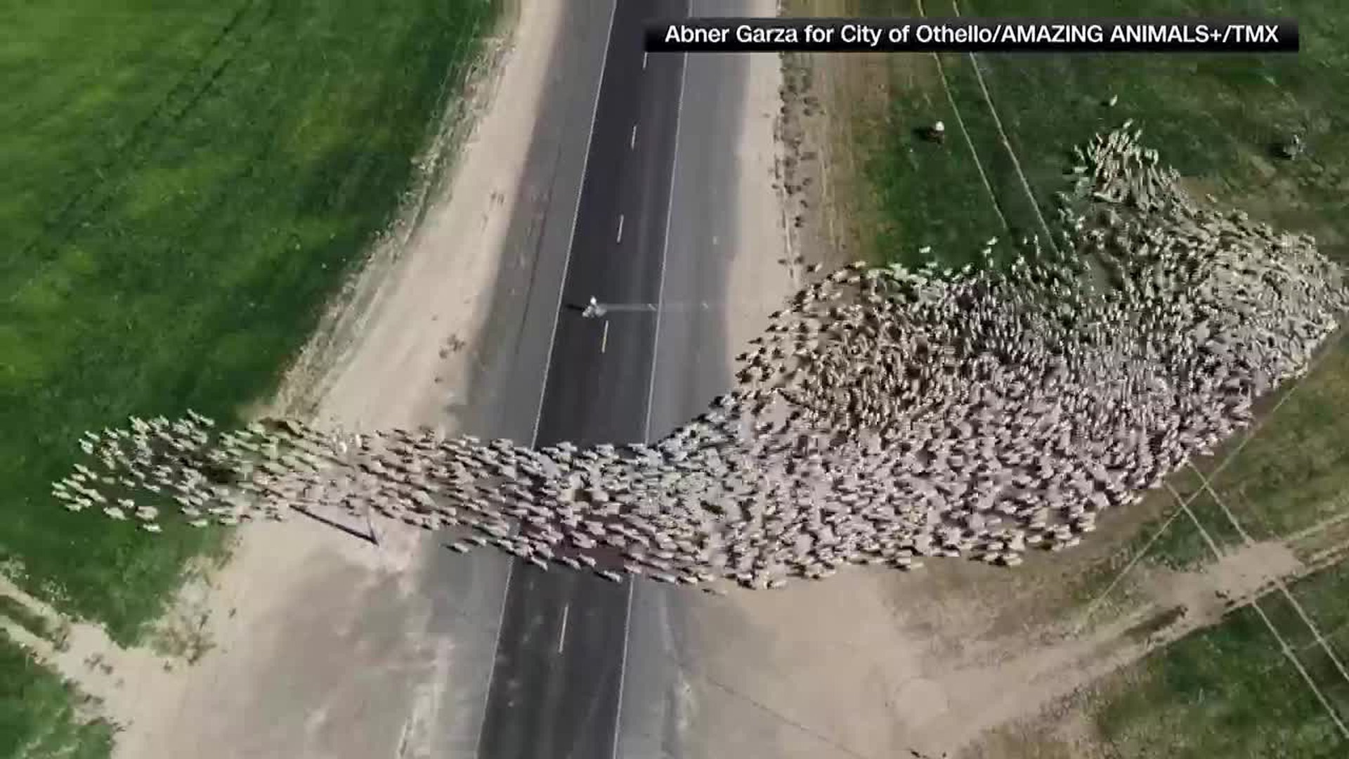 WATCH: Herd of sheep caught crossing the road in mesmerizing drone ...