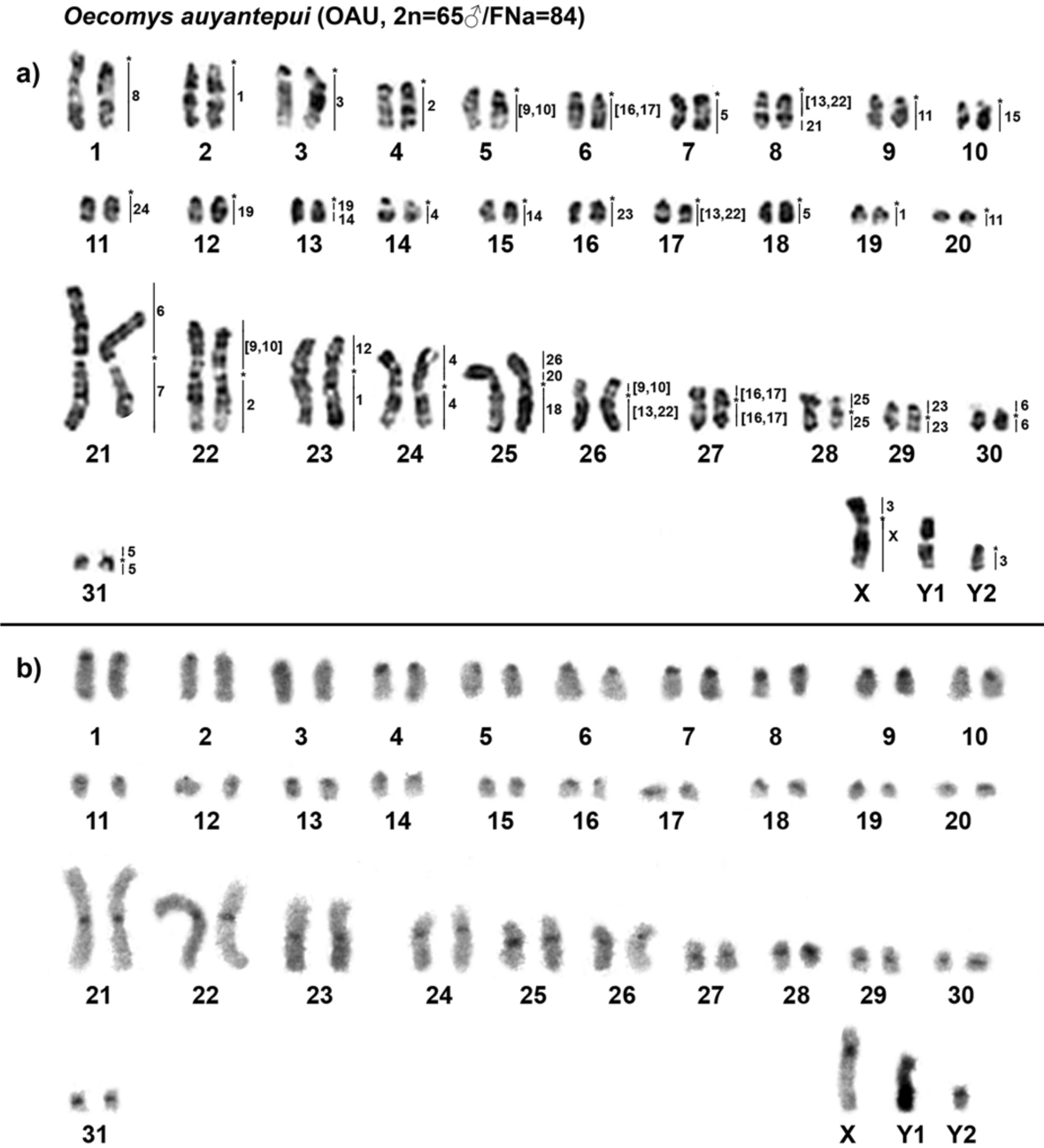 The emergence of a new sex-system (XX/XY1Y2) suggests a species ...