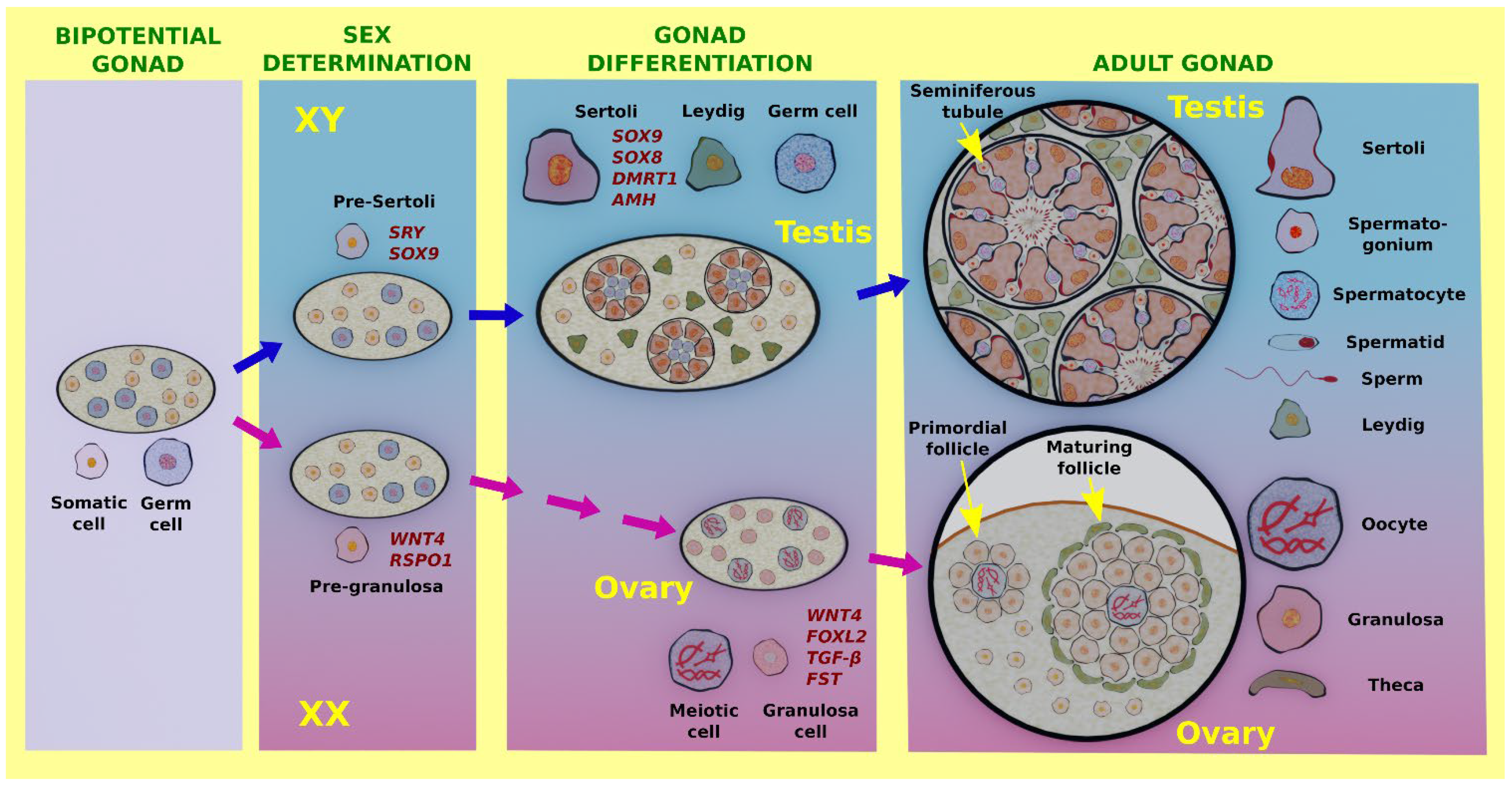 Genes | Free Full-Text | Sex Maintenance in Mammals