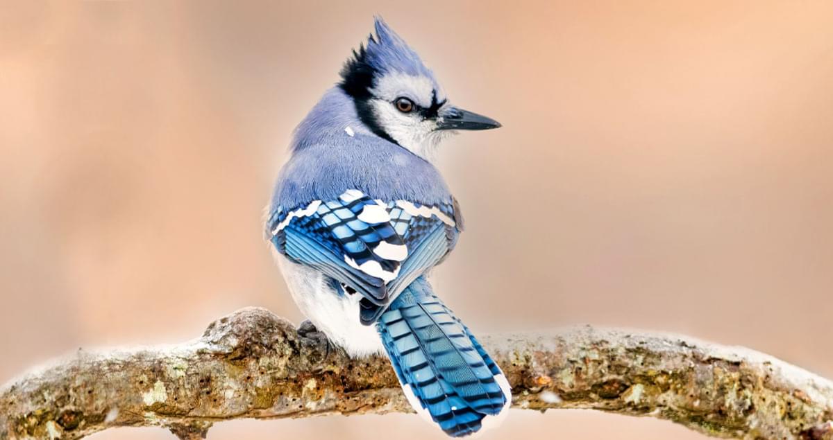 Blue Jay Overview, All About Birds, Cornell Lab of Ornithology