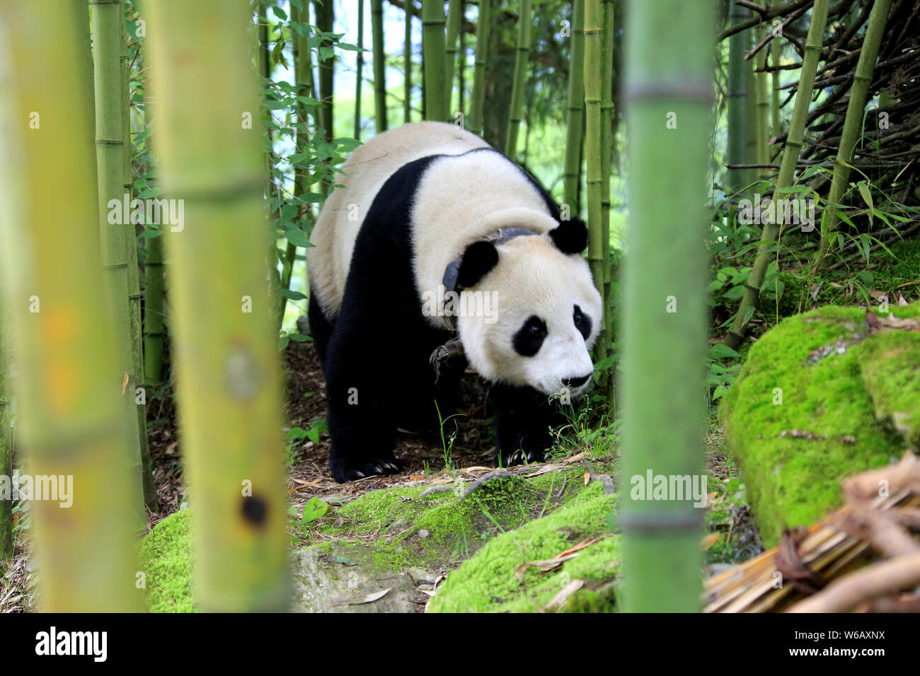 Zhen Zhen, a captive giant panda released into the wild for ...