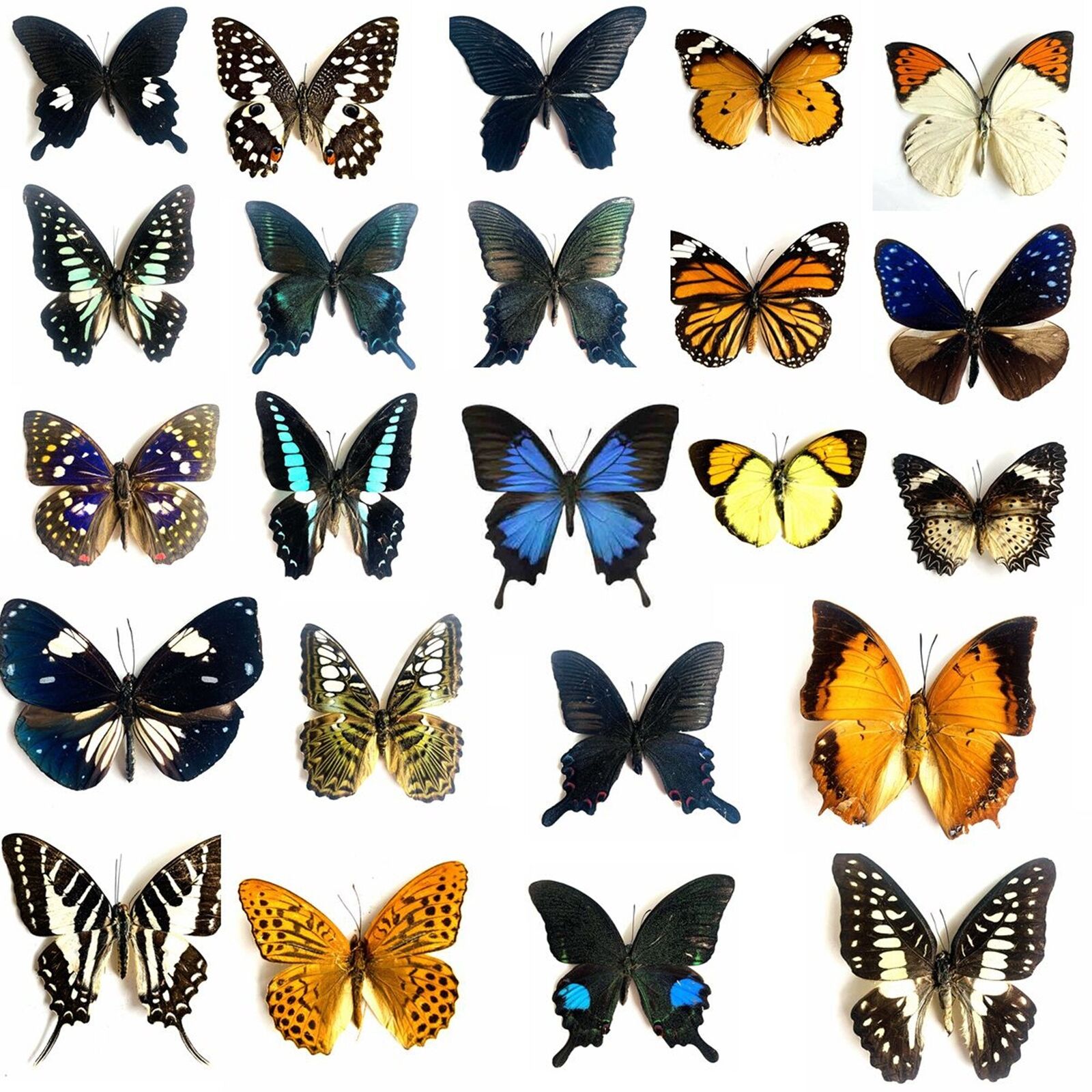 10pcs（Butterfly species with no duplicates）​natural Real ...