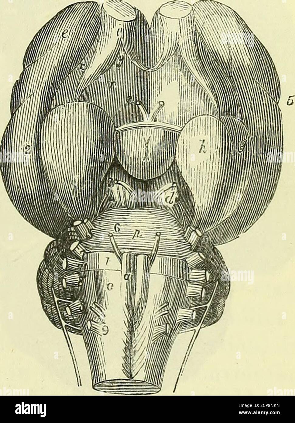 On the anatomy of vertebrates [electronic resource] . Base of tlie ...