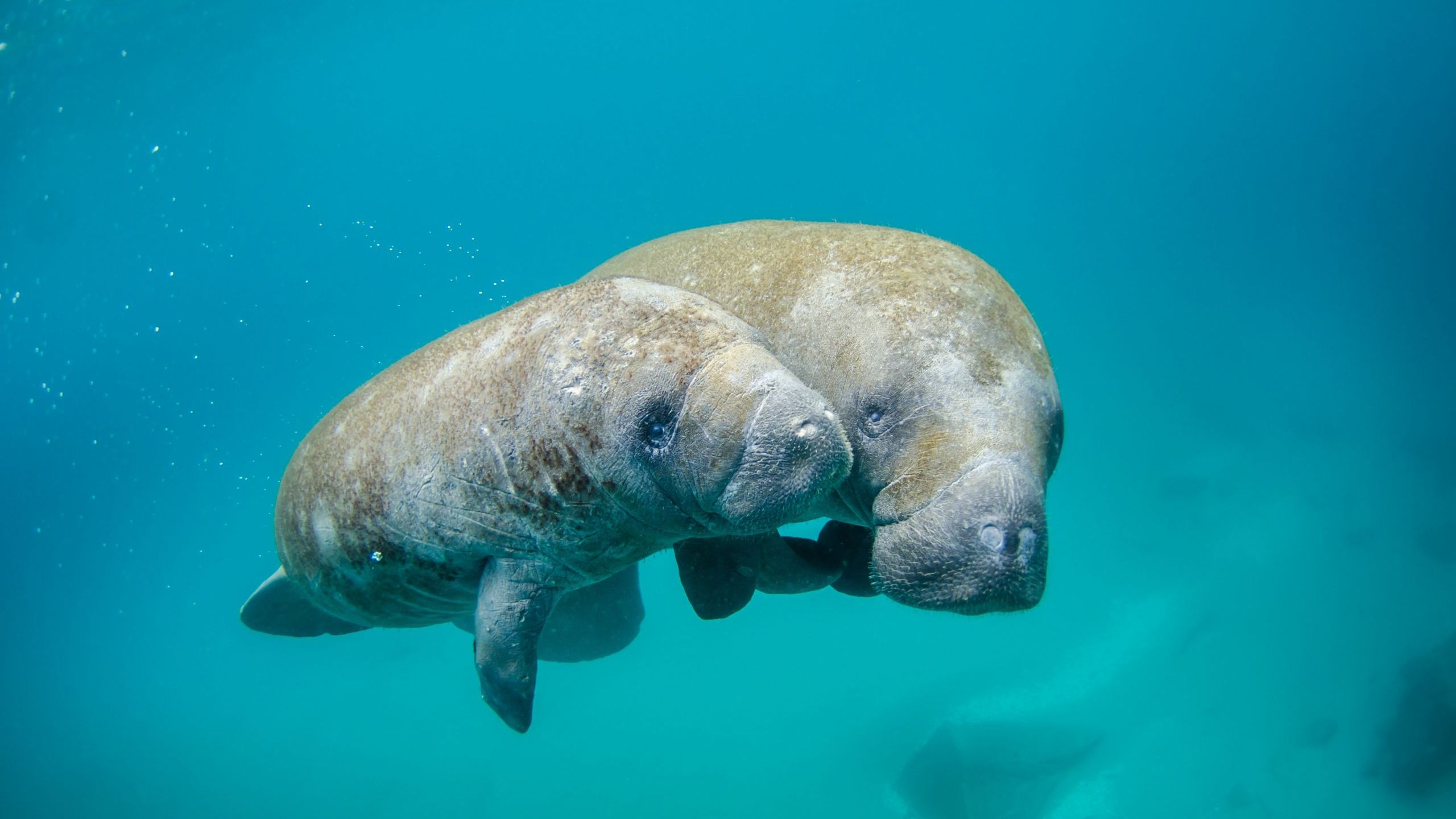 Manatee Fact Sheet | Blog | Nature | PBS