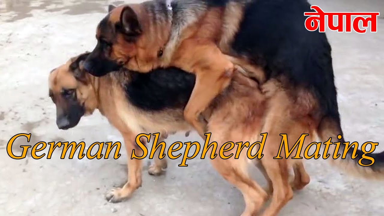 German Shepherd Mating ॥ Dog Mating in Ground ॥ Breeding Our ...