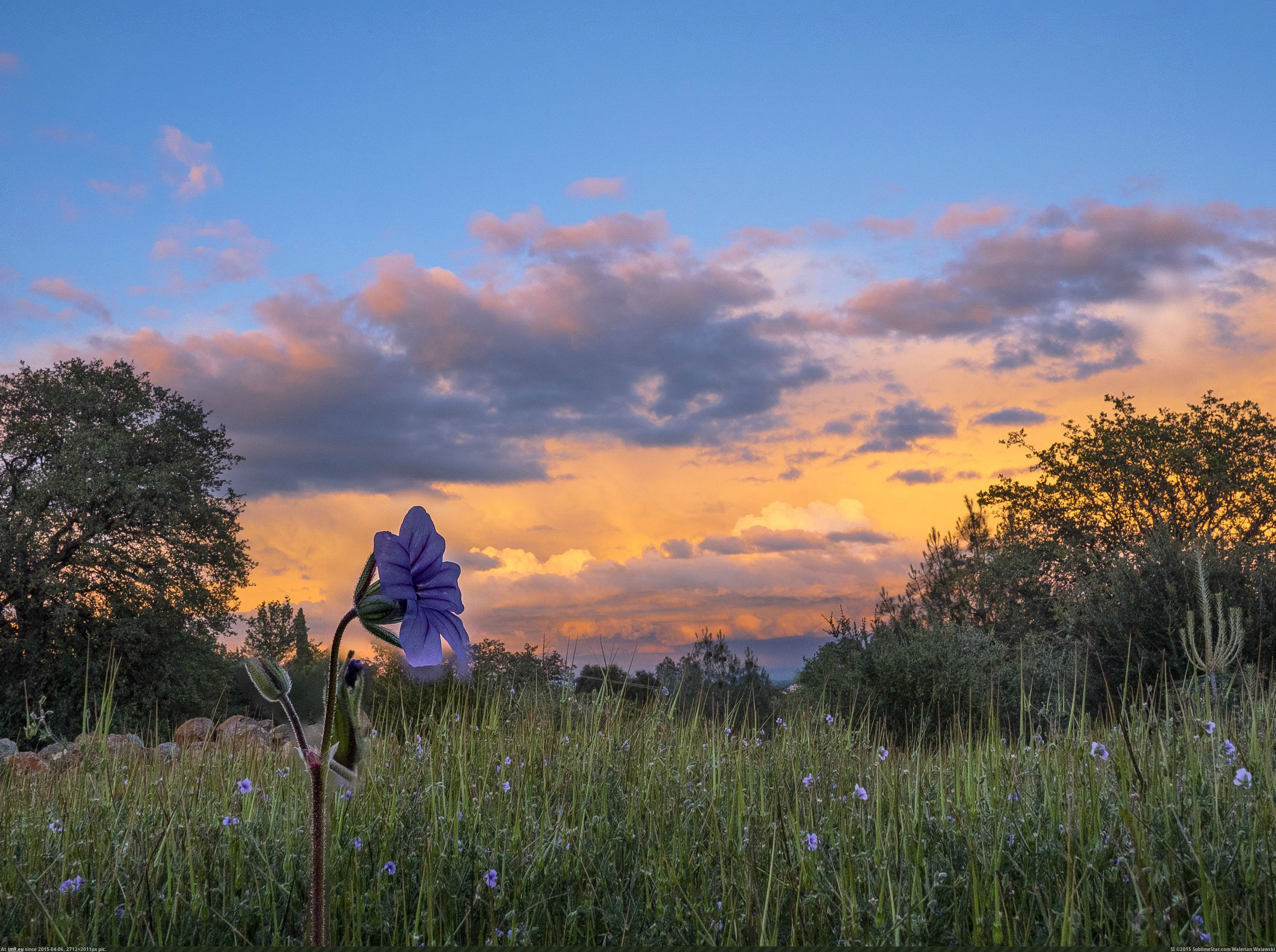 Pic. #California #Sunset #Storm #Evening #Redding #Flowers #Clouds ...