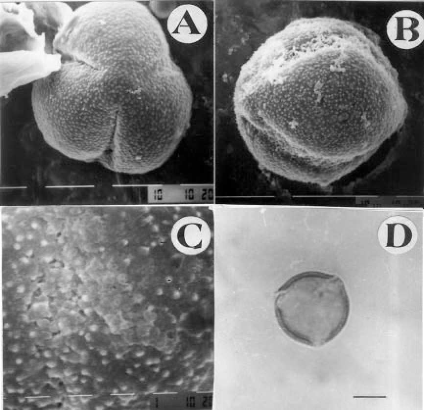 Figure 1 from Pollen flora of Pakistan - XX. Molluginaceae ...