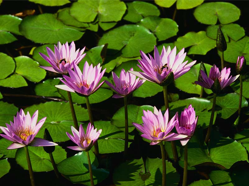 Water lilies | xxccnn | Flickr