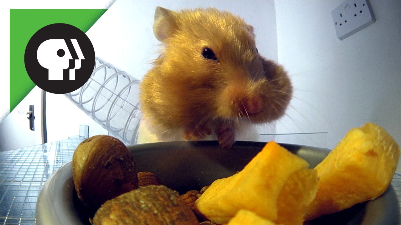 Hamster Stuffing Cheeks - YouTube