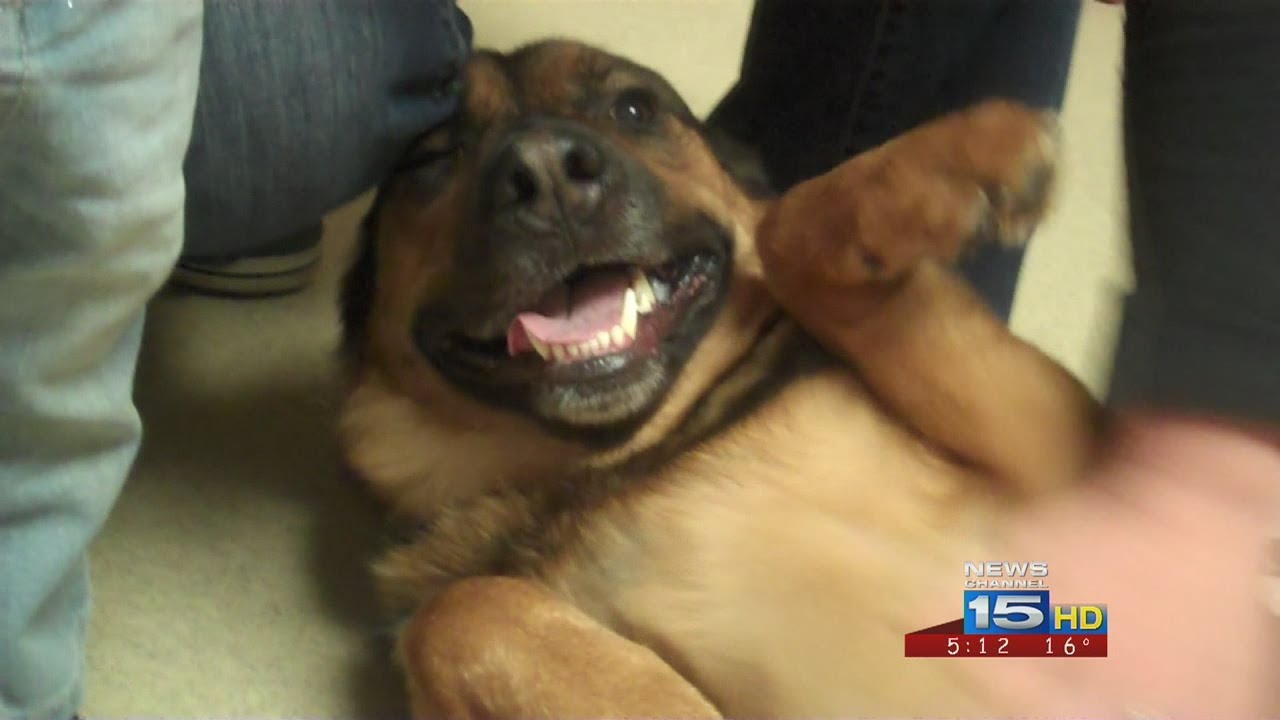 Dog lost for six months reunited with owners - YouTube
