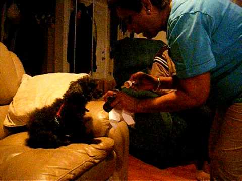 Puppy takes medicine - YouTube