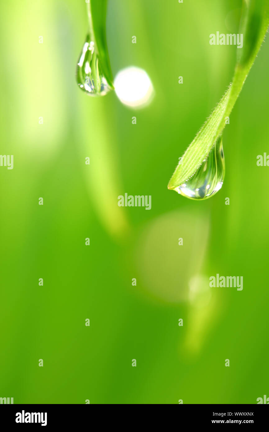 big water drop on grass blade Stock Photo - Alamy