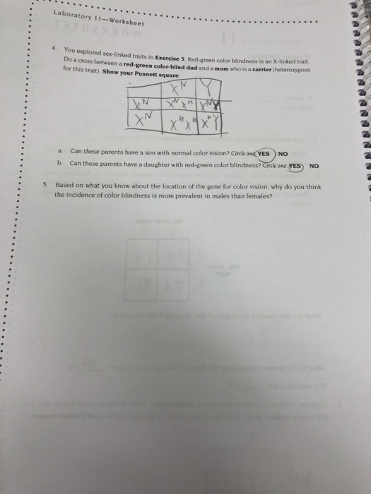 Solved Laboratory 11-Worksheet n You explored sex-linked it ...