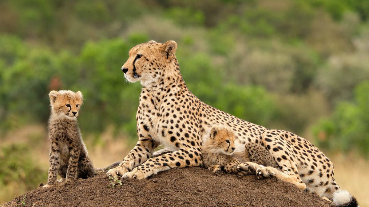 How to Photograph Cheetahs - Nature TTL