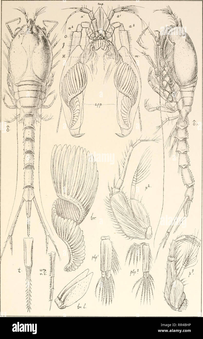 An account of the Crustacea of Norway, with short descriptions and ...