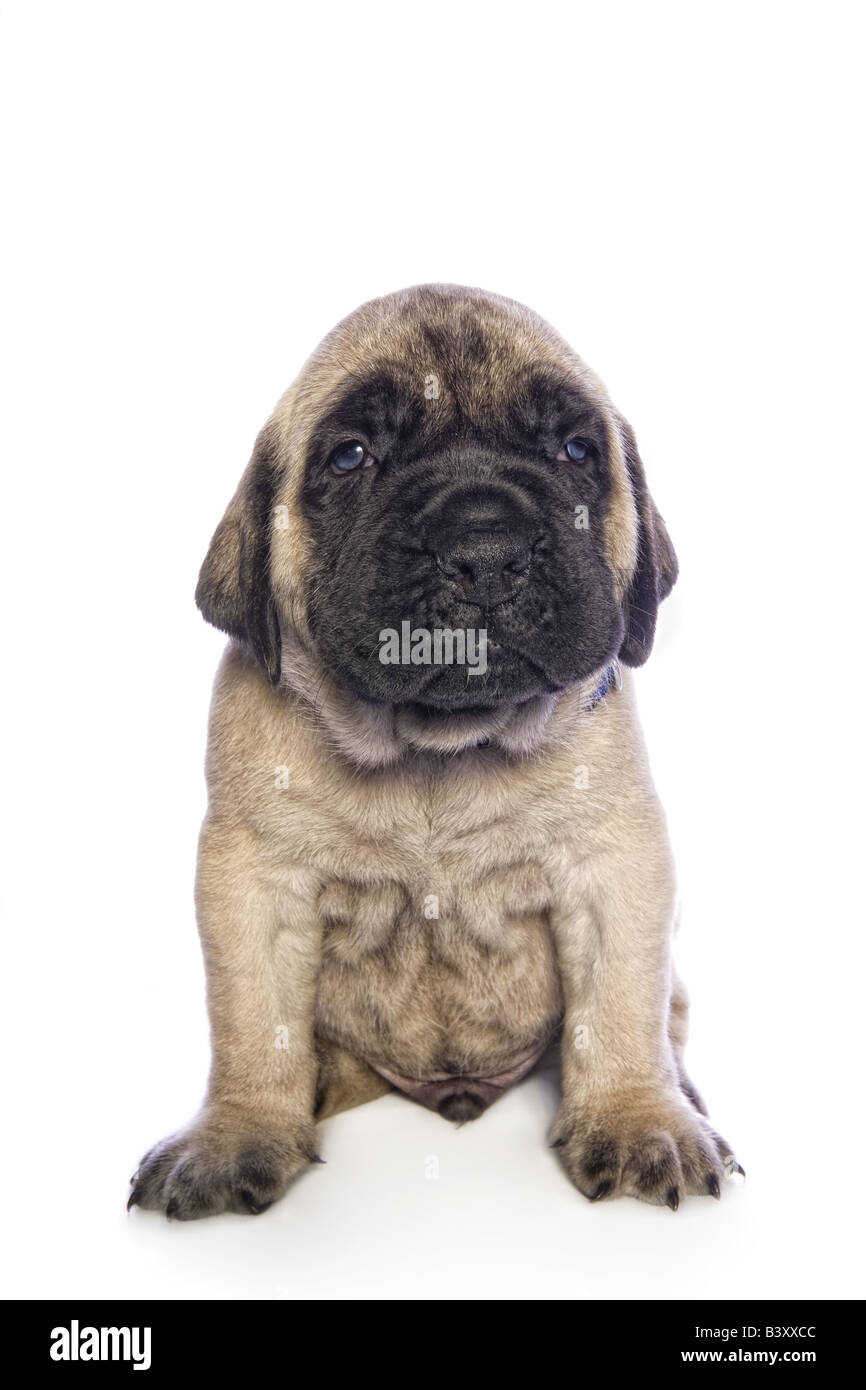 Adorable English Mastiff puppy sitting isolated on white ...