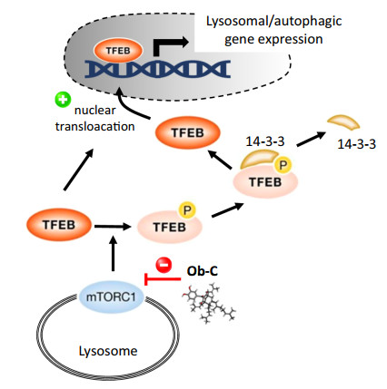 Anticancer Properties and Mechanism of Action of Oblongifolin C ...