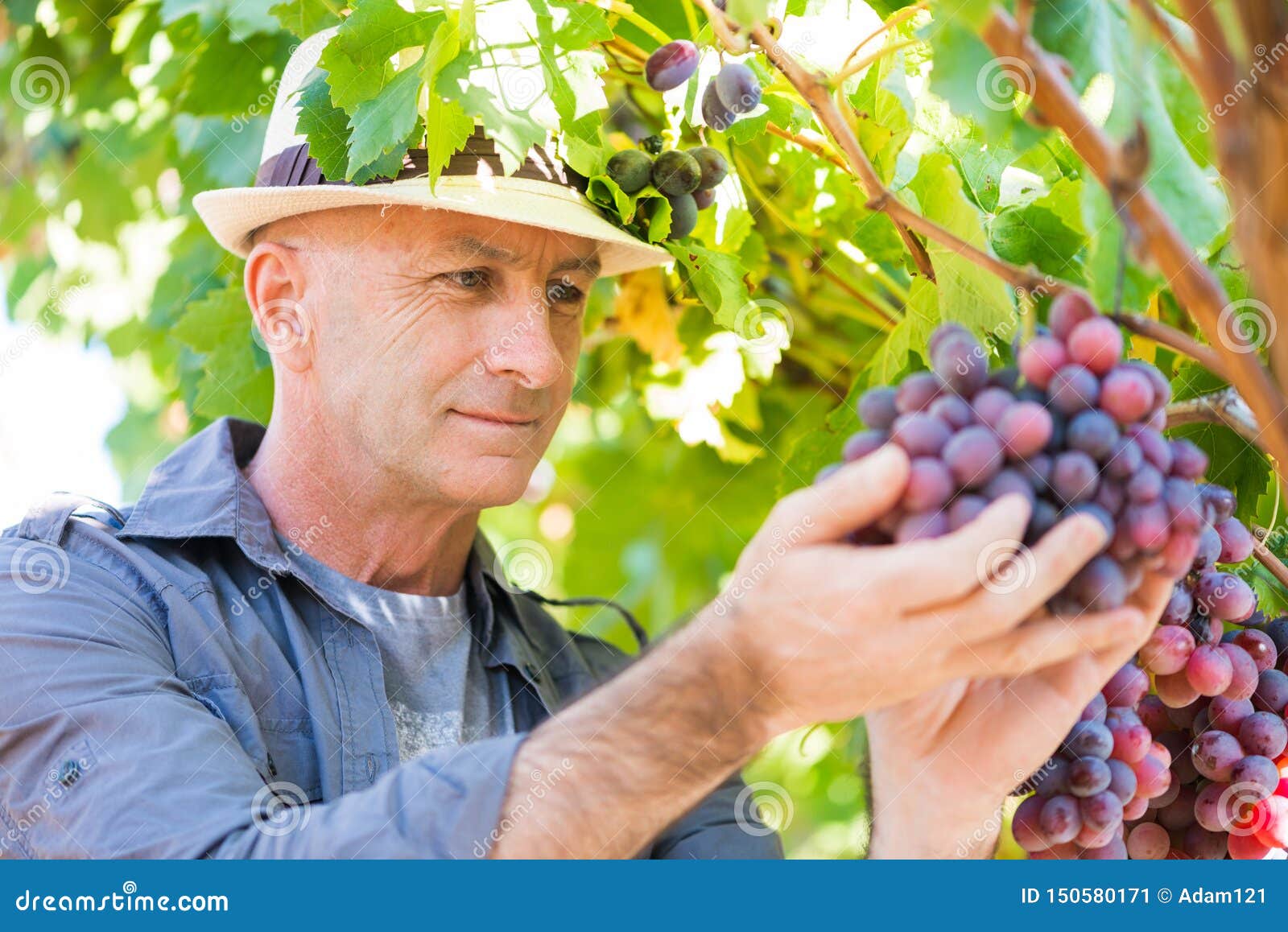 Hombre Del Winemaker En Uvas De Examen Del Sombrero De Paja Imagen ...