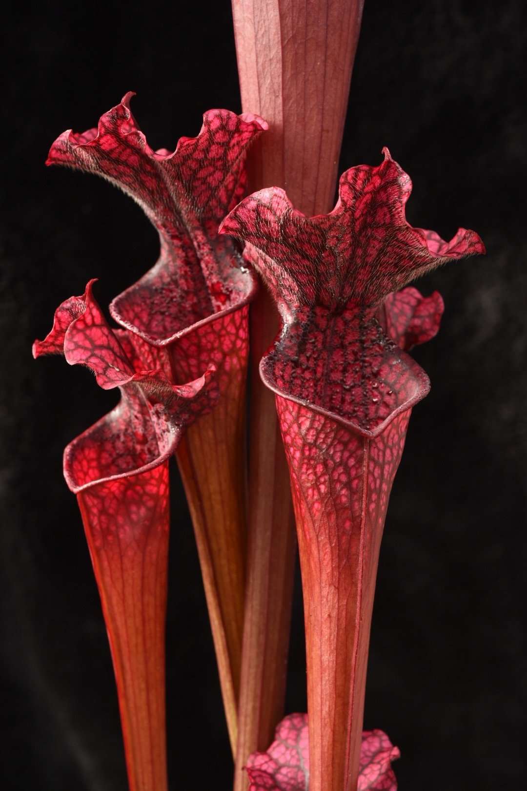 Sarracenia Moorei (leucophylla - small pitchers red vain x flava ...