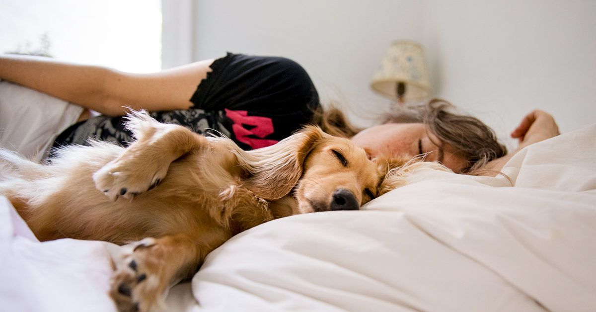 Sleeping with Dogs: Benefits for Your Health, Risks, and Precautions