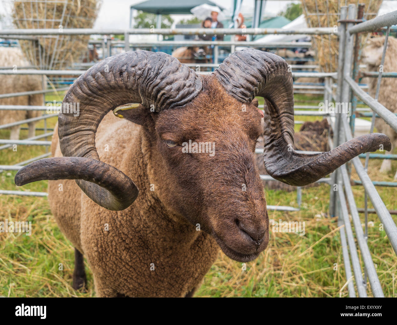 Rare Breed Sheep Stock Photo - Alamy