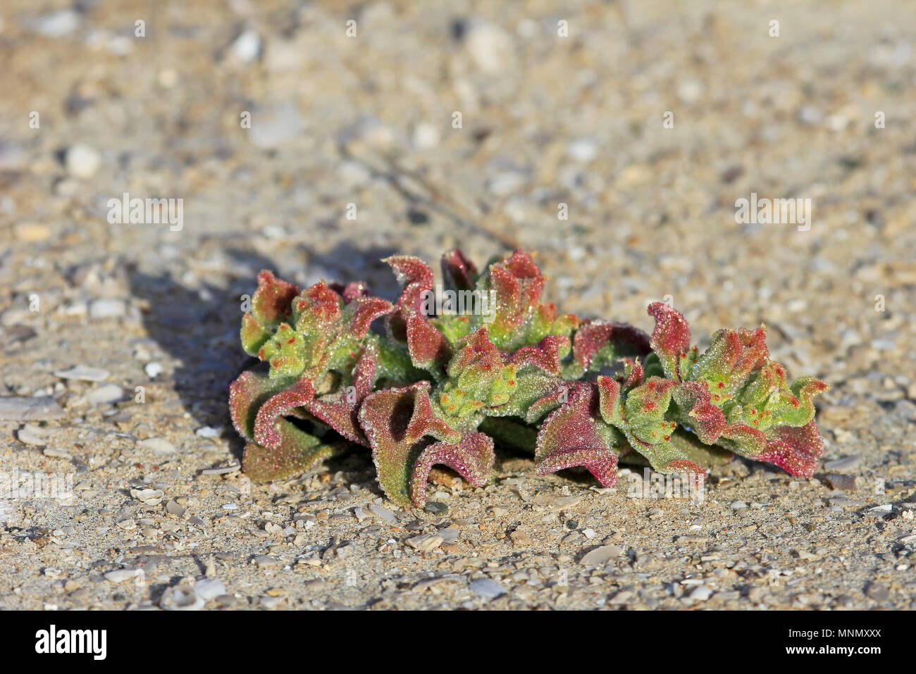 Red flowers blooming in dry land, chilean coast Stock Photo - Alamy