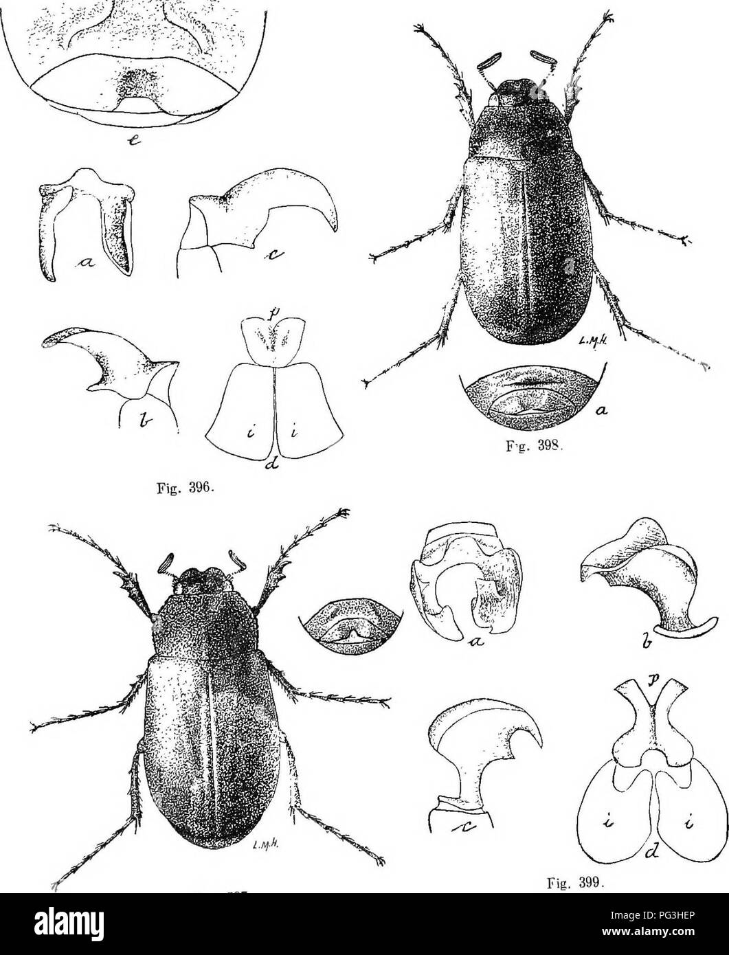 An illustrated descriptive catalogue of the coleoptera or beetles ...