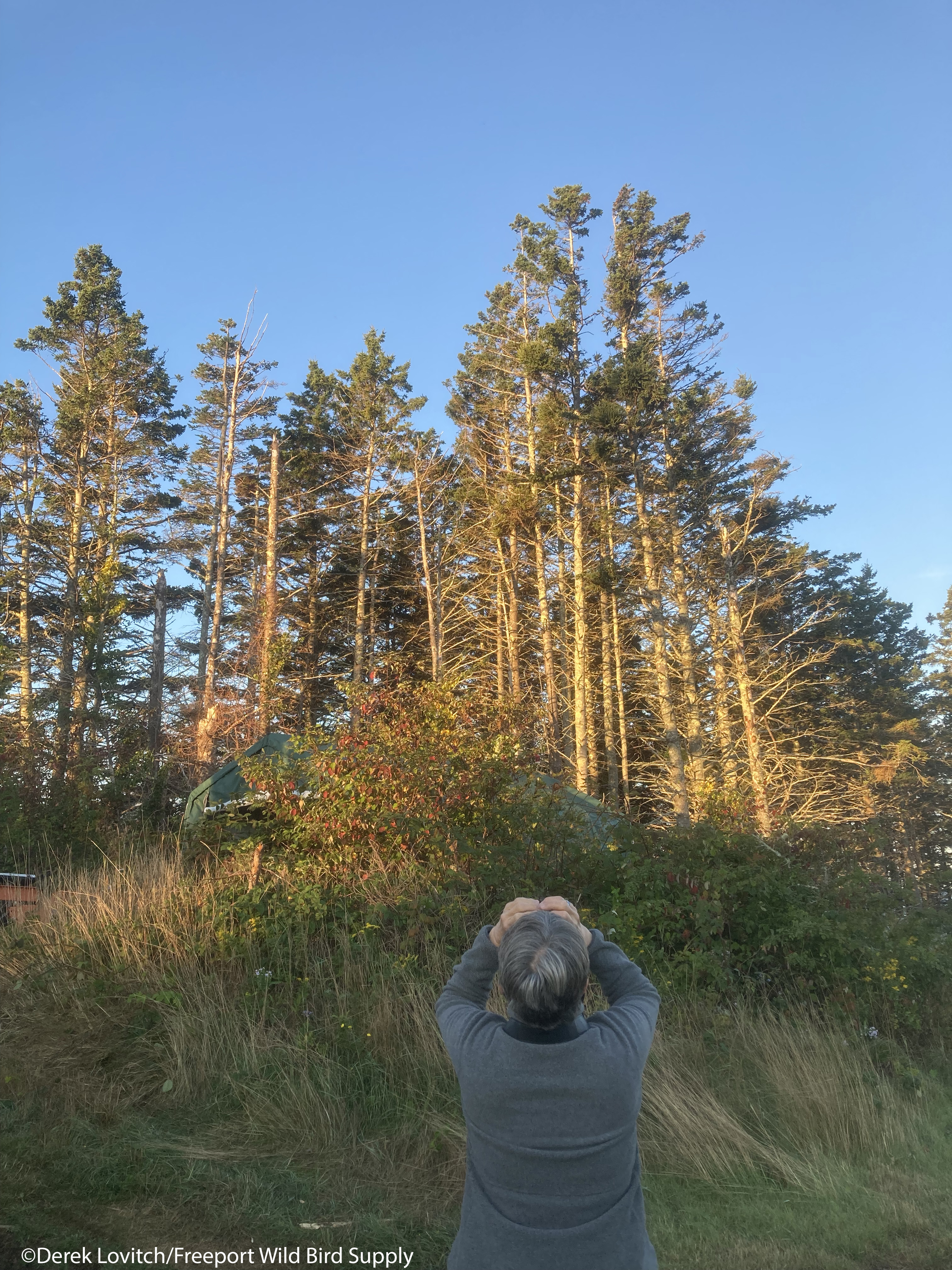 Clay-colored Sparrow | Maine Birding Field Notes