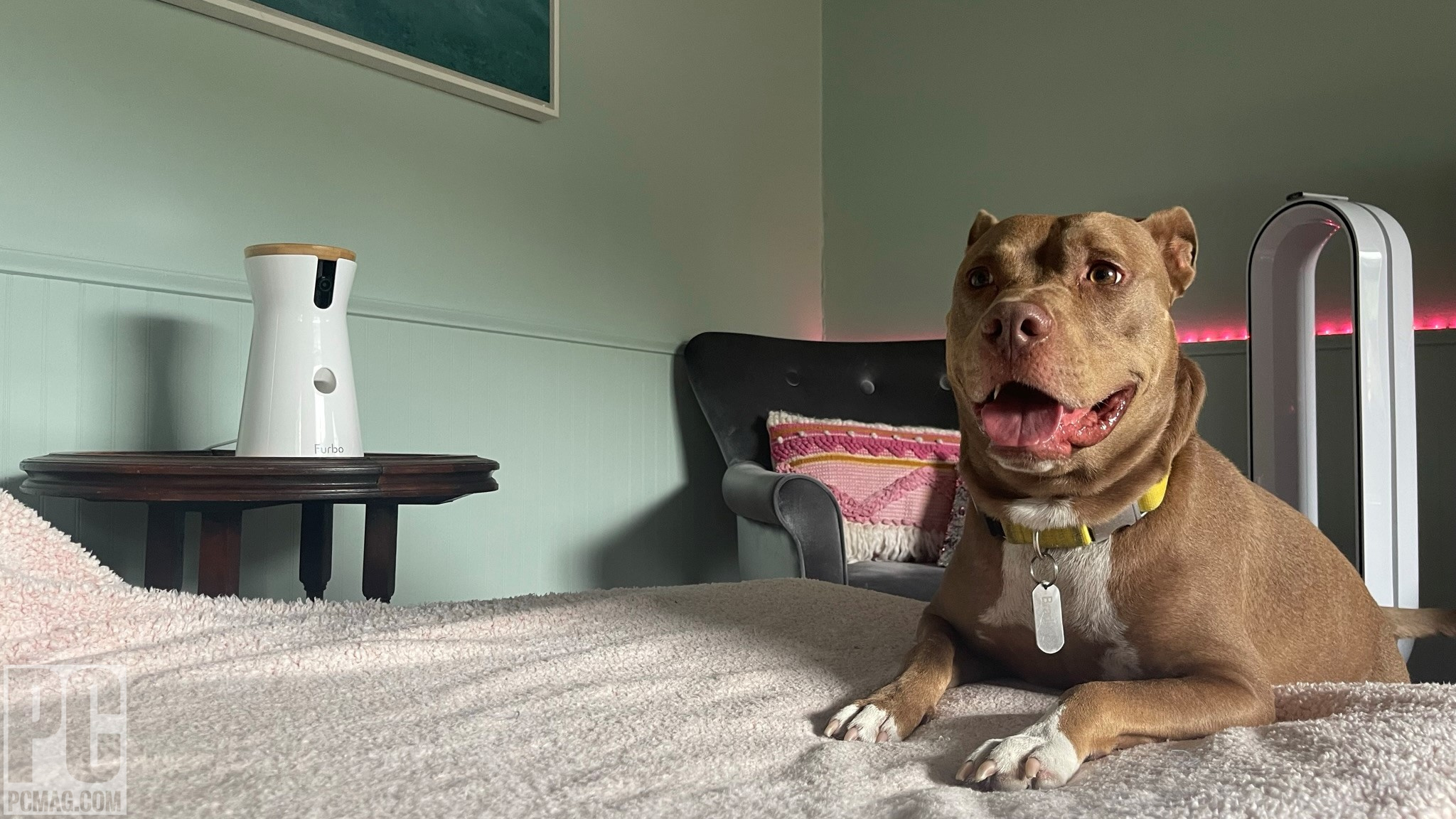 The Best Pet Cameras for 2023 | PCMag