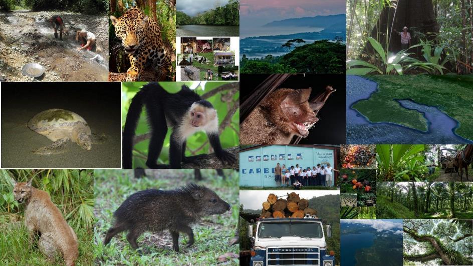 Ecosistemas terrestres de la región de Osa y Golfito, Costa Rica ...